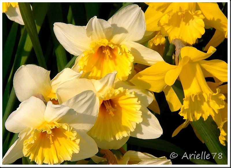 Nuage de tags , Tags Coucou, Fleurs de printemps, Fleurs à bulbes, Jardin, jaune, Jonquille, Narcisse, Narcissus jonquilla, Printemps, Trompette