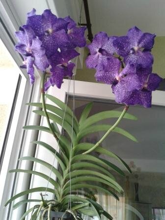 vanda2