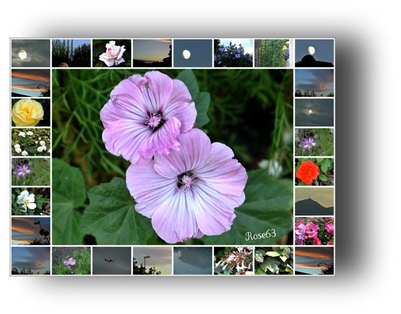 Mosaïque de mon jardin Rose63