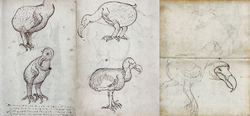 Dodo_(VOC_Gelderland,_1602)
