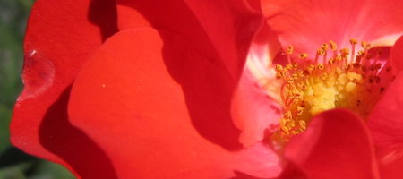 coeur_de_rose