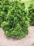 Chamaecyparis_Obtusa_Nana_Gracilis