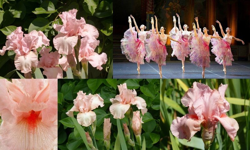 Danse et fleurs (5)