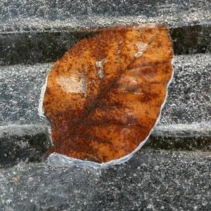 feuille