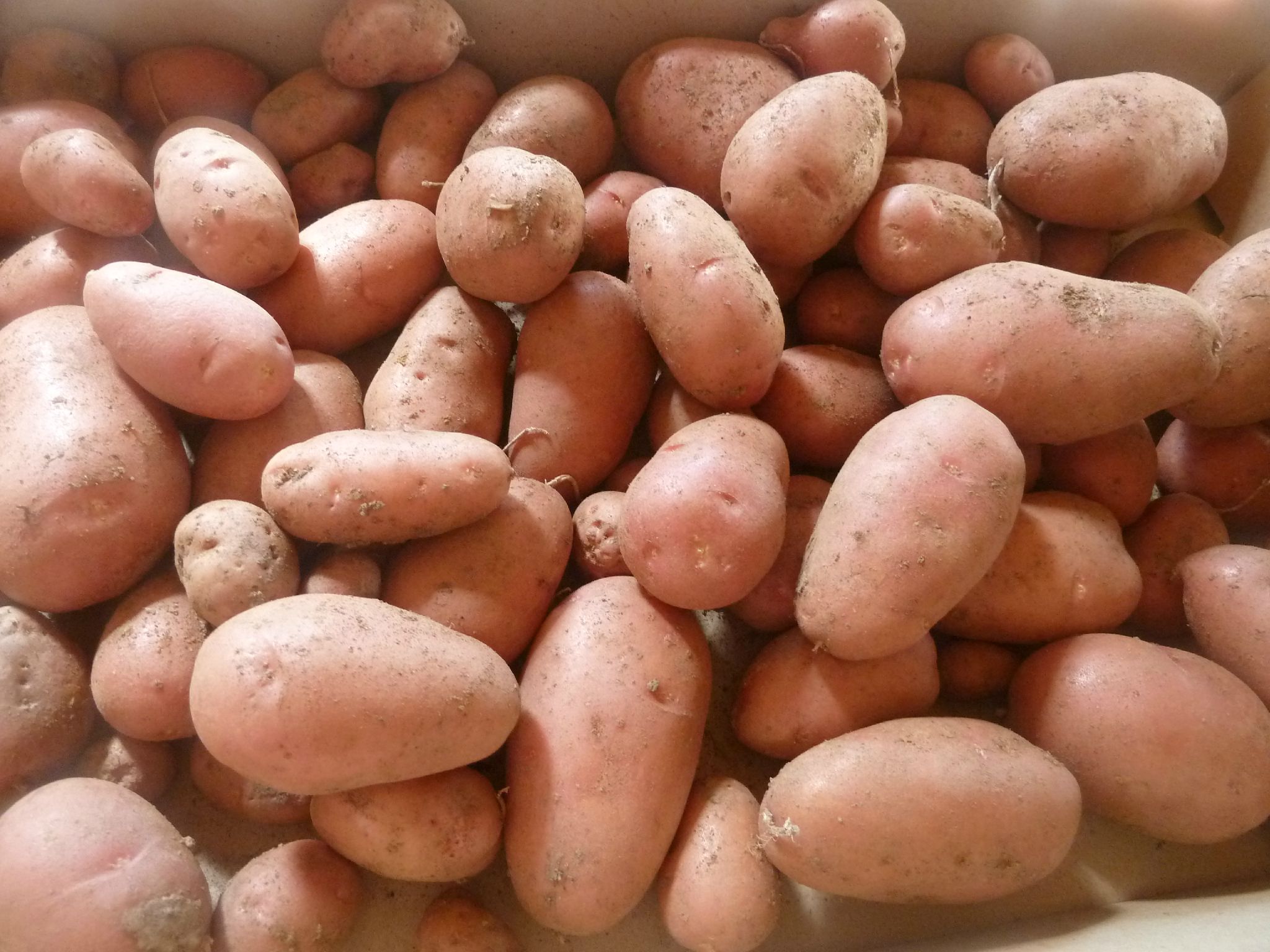 Résultat de recherche d'images pour "pommes de terre passion potager"