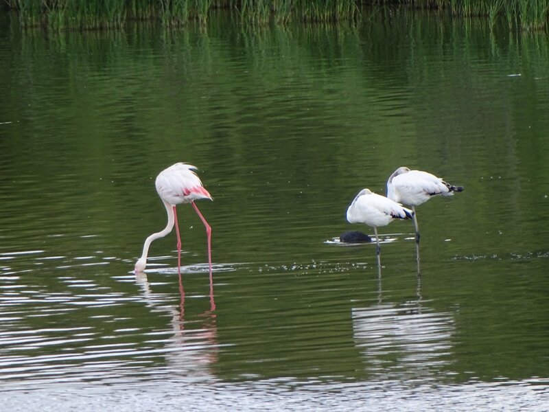 Flamencos