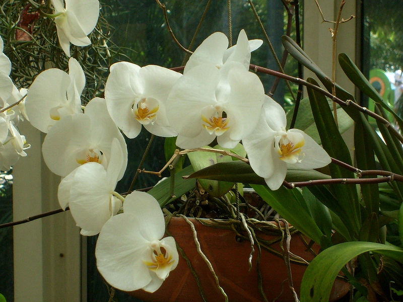Images de plantes fleurie. 56729230