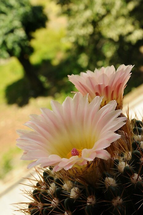fleurs de cactus 2
