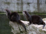 Loutre