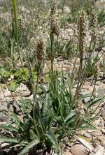 290px-Plantago_ovata_form