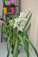 Cymbidium