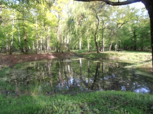 foret amboise (15)