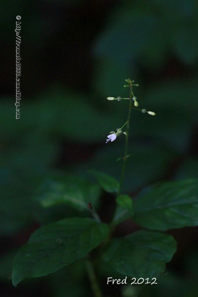 IMG_3474-signée