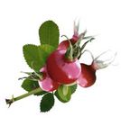 plante_eglantier