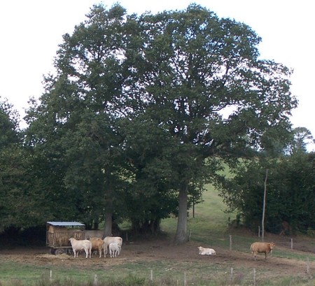 des_vaches