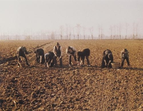 l_arbre_aux_sabots_1978_portrait_w858