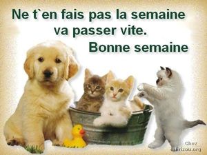 Bonjour bonsoir,...blabla Decembre 2013 - Page 3 66224941_p