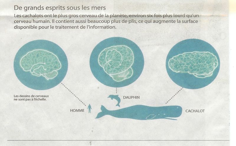 Le plus gros cerveau au monde appartient...au cachalot Le plus gros cerveau au monde appartient...au cachalot