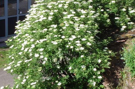 fraises fleurs 001