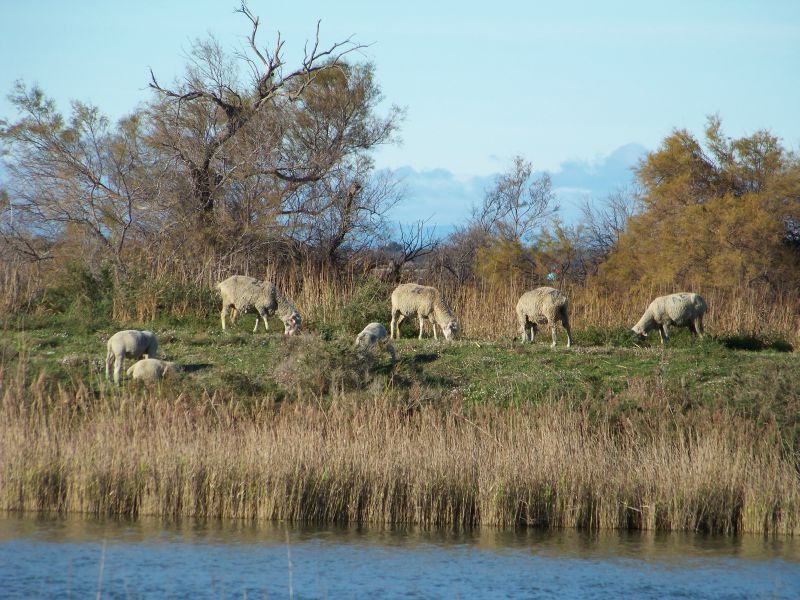 1er janvier 2012 Camargue (8)