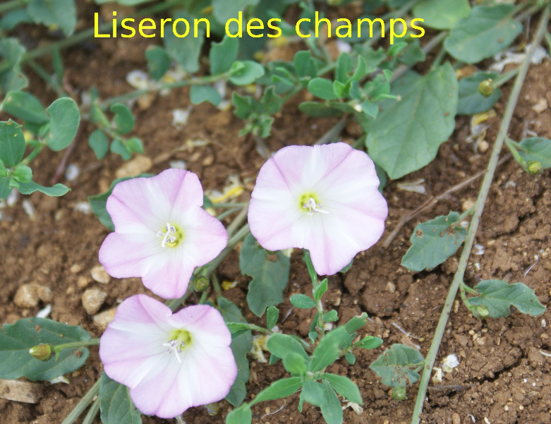 Liseron Des Champs - Photo De Plantes L - Quincy-Landzécourt