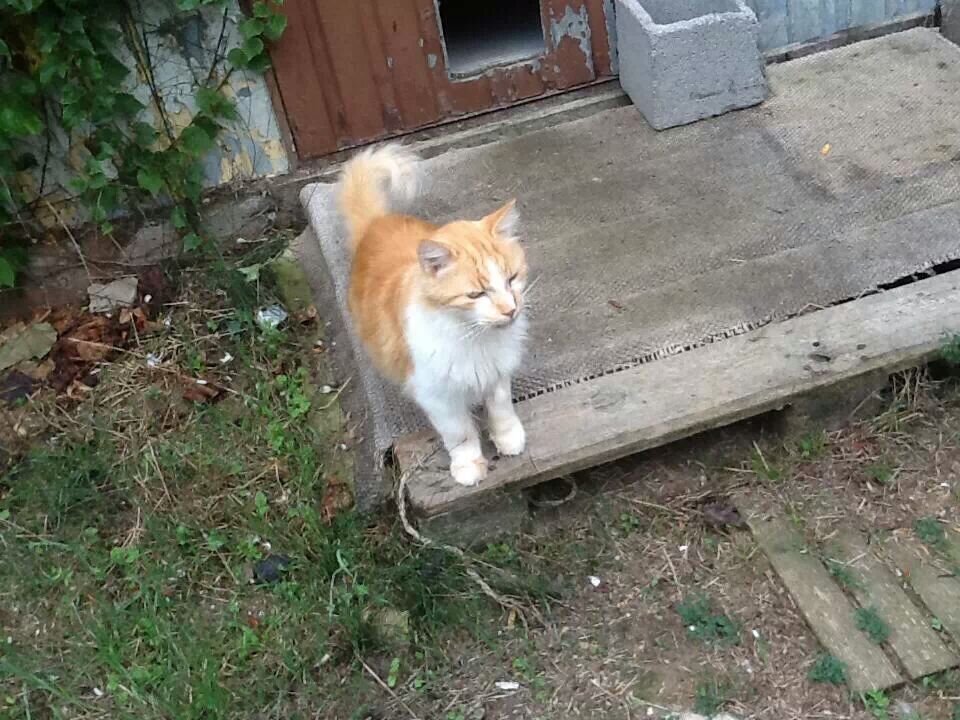Chat lycos