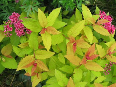 spiraea_japonica_Gold_Flame