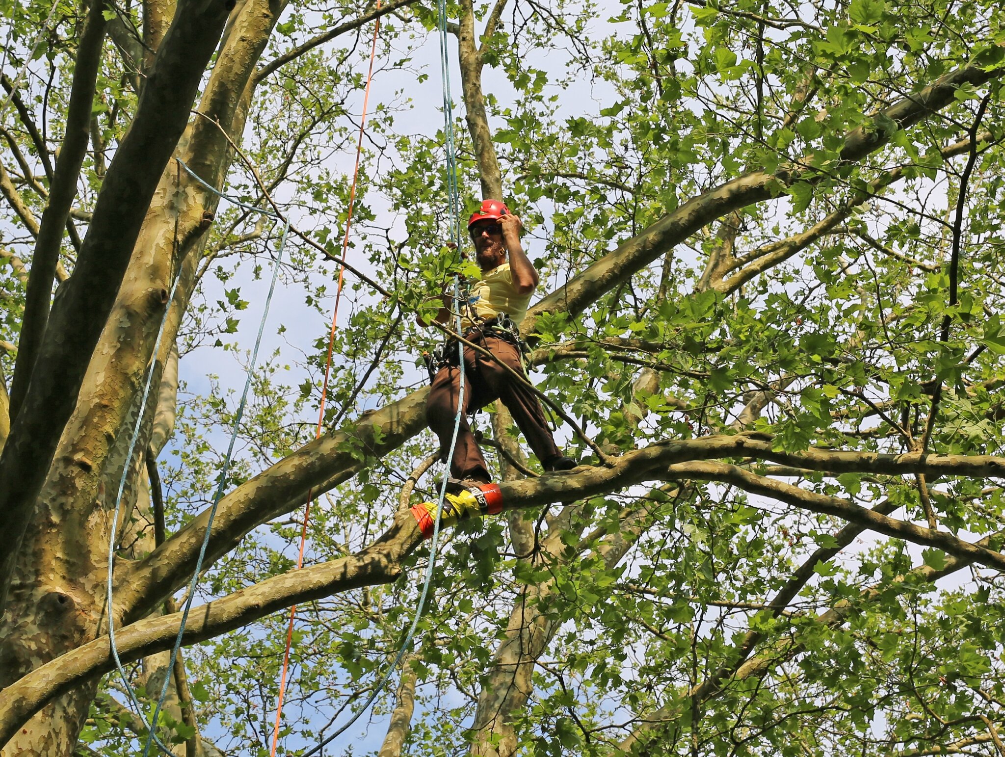 Rencontre nationale d'arboriculture 2016