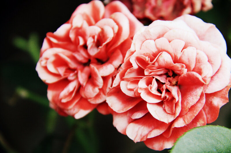 Instants fleuris du jour (28)