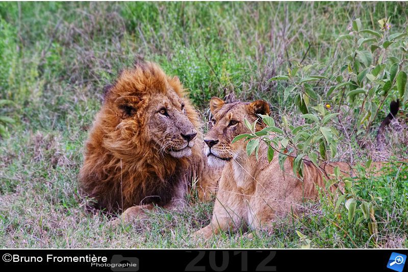 Lion 800c