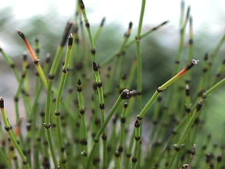prele_equisetum_scirpoides