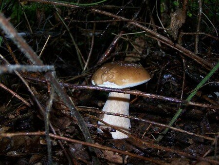1_les_bois_0036