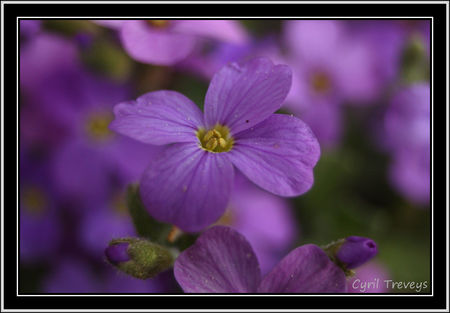 2010_05_23_Une_fleur_d_aubri_te