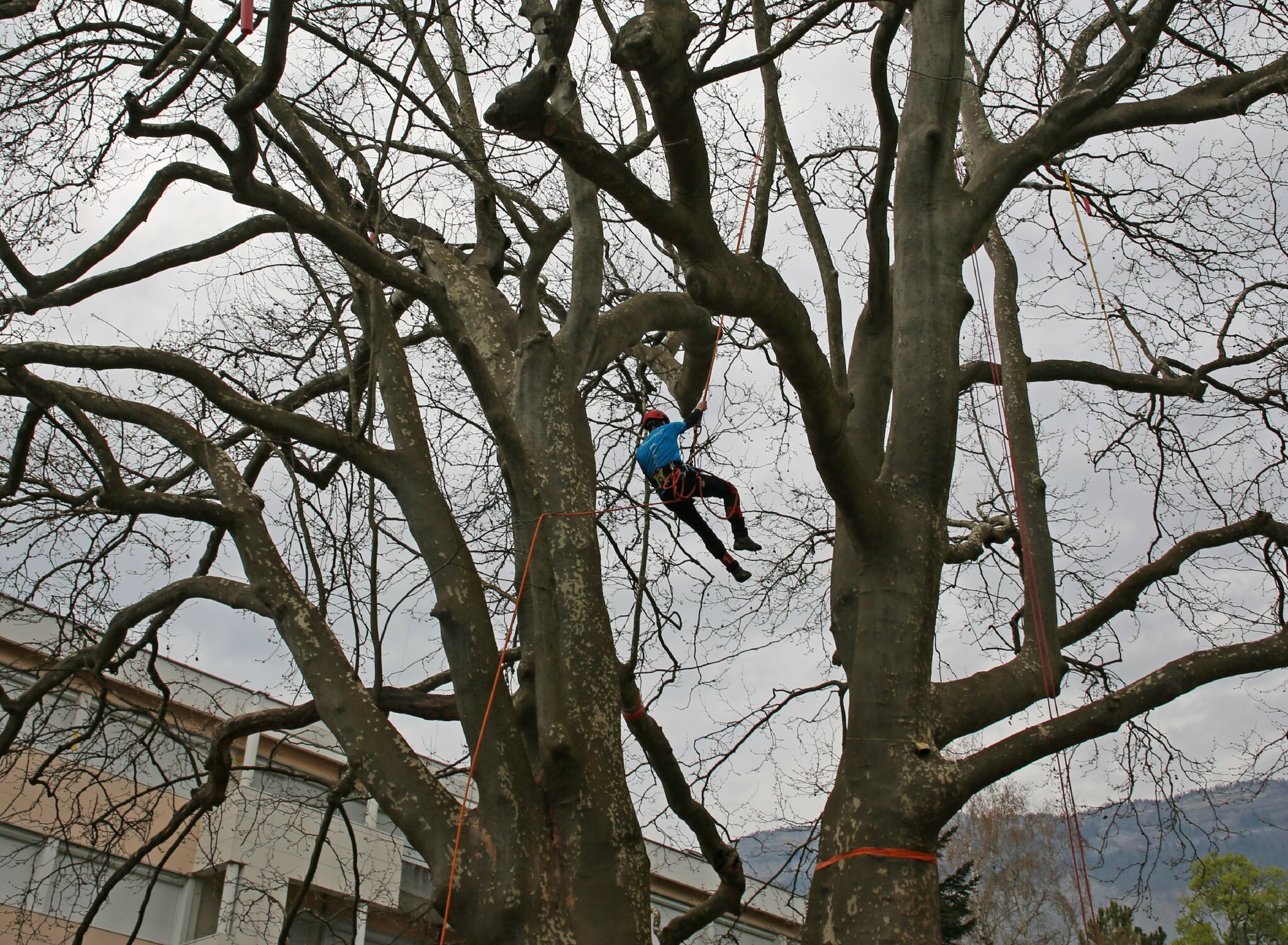 Rencontre regionale d'arboriculture