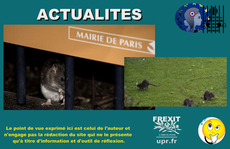 ACT RATS