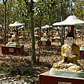 parc aux 1000 bouddhas et 1000 badians