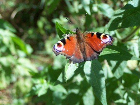 3_papillon