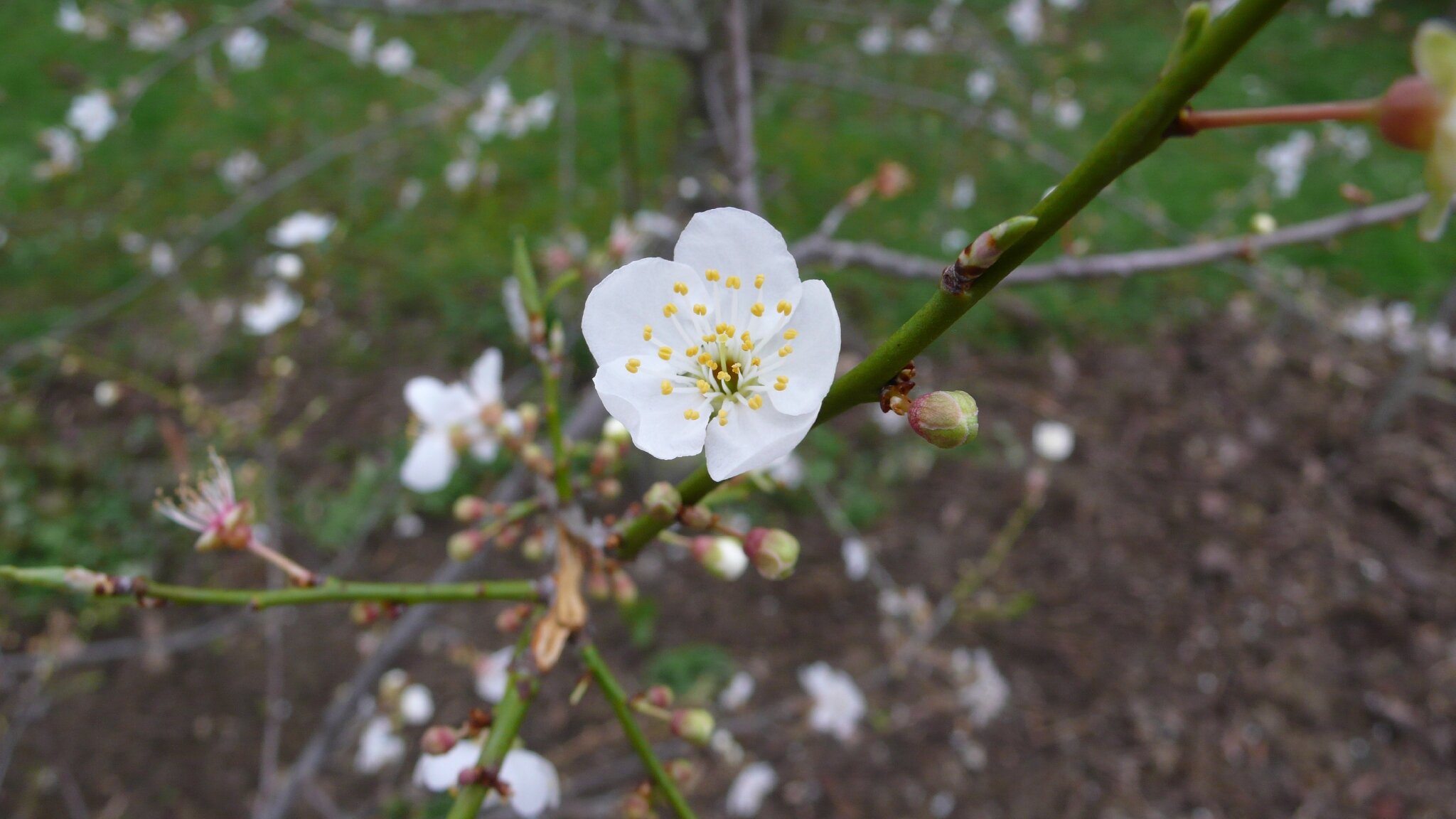 jardin bon rencontre