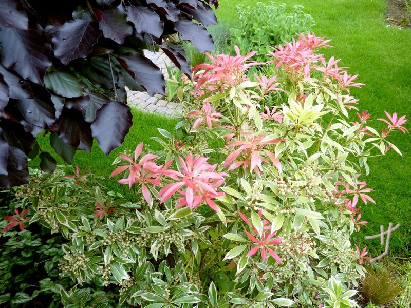Jardin juin 2014 P1060473 (6)
