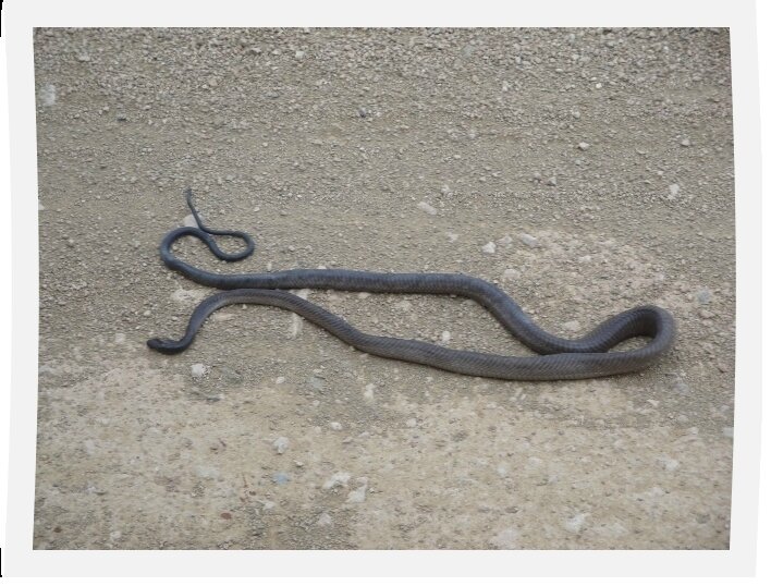 Black Mamba