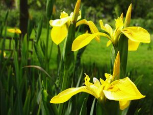 iris jaunes