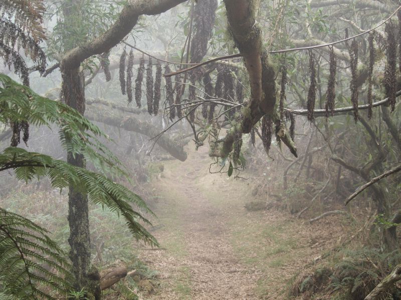 La scoliose dorsale les moyens du traitement