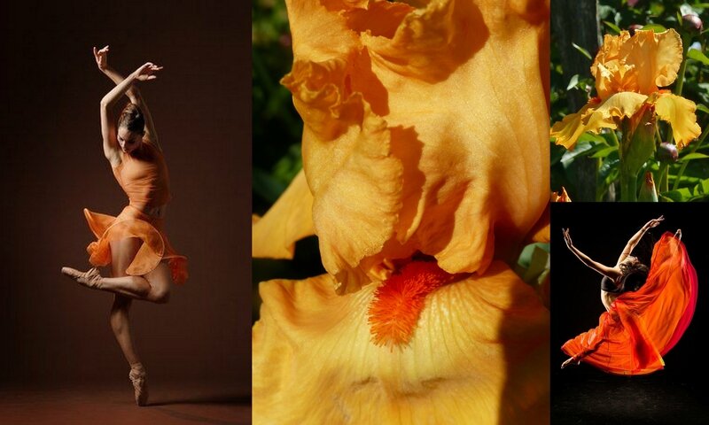 danse et fleurs (8)