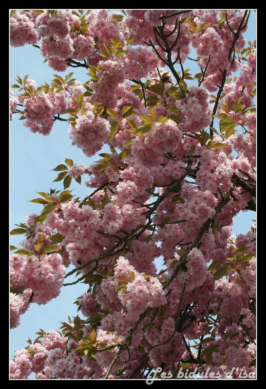 hanami (1)