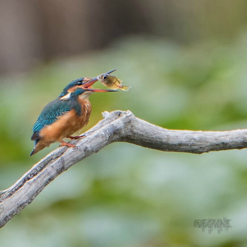 Martin à la pêche-1
