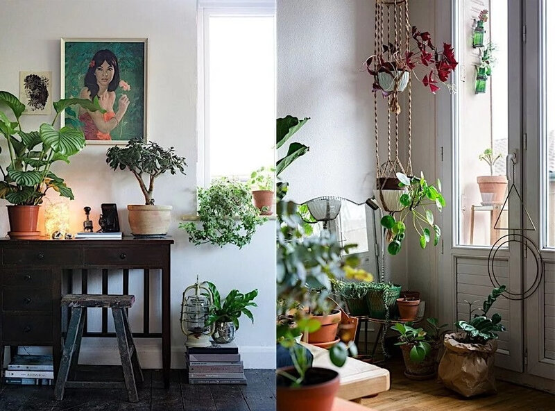 urban-jungle
