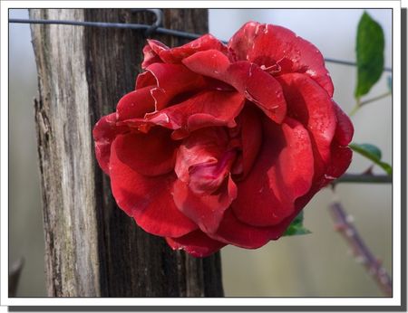 rose_rouge_hiver_051209