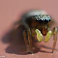 Araignée sauteuse ou Saltique • Heliophanus sp.