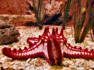 Grand Aquarium de Touraine (13)