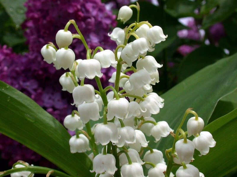 photo muguet-5